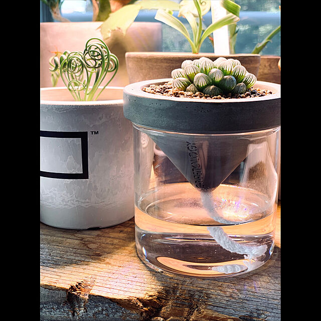 Megumiの-Greenology HKSGDA金賞受賞 デザイナーズ 自動給水型 植木 鉢 GR-175 (SMALL) 縦8cm×横8cm×高9cmの家具・インテリア写真