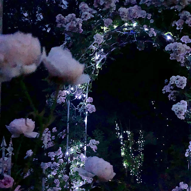 写真付きレビュー バラ苗 ピンクサマースノー 春かすみ 大苗 つるバラ トゲが少ない 強健 ピンク 薔薇 バラ苗木 Np 予約販売12 翌1月頃入荷予定 の通販商品 口コミ情報 Roomclipショッピング