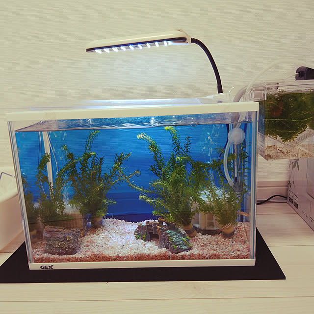 コトブキ工芸 Kotobuki エコスポットフリー 36 小型水槽用照明 熱帯魚 水草 アクアリウムライト 関東当日便のレビュー クチコミとして参考になる投稿9枚 Roomclip ルームクリップ