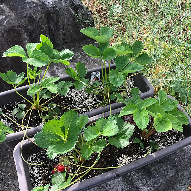 いちご 苗 四季成り性 桃色いちご 桃薫 トウクン 3号ポット苗 イチゴ 苺のレビュー クチコミとして参考になる投稿1枚 Roomclip ルームクリップ