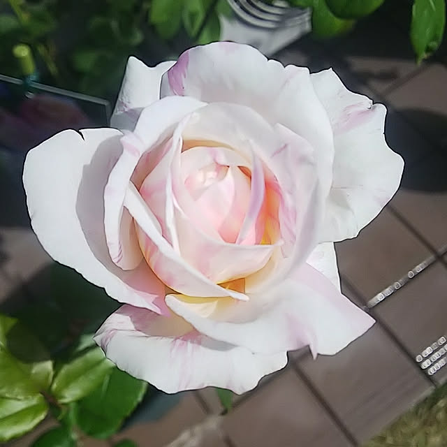 バラ苗 デルバール エドゥアール マネ 大苗 7号鉢 ピンクと黄の絞り Scl 薔薇苗 ばら苗 鉢植え お届け中 クレマチスとは同梱可 送料無料 のレビュー クチコミとして参考になる投稿1枚 Roomclip ルームクリップ