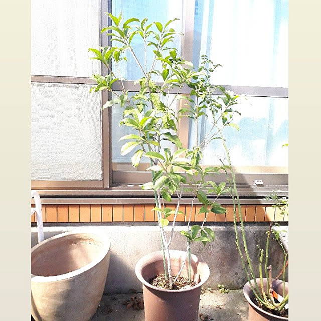 玄関 入り口 キンモクセイ 金木犀 キンモクセイ鉢植え 金木犀鉢植えのインテリア実例 21 09 15 07 42 Roomclip ルームクリップ