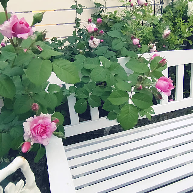 写真付きレビュー ラナンキュラス ラックス アリアドネ 苗 4号ポット 苗 耐寒性 宿根草 球根植物 0125の通販商品 口コミ情報 Roomclipショッピング 写真付きレビュー ラナンキュラス ラックス アリアドネ 苗 4号ポット 苗 耐寒性 宿根草 球根植物 0125の通販商品 口コミ情報 Roomclipショッピング
