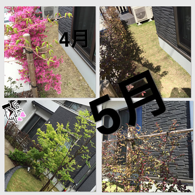 玄関 入り口 シンボルツリー 竹 小さい庭 芝生 などのインテリア実例 18 05 26 09 31 33 Roomclip ルームクリップ