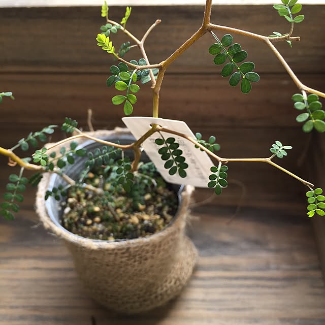 ソホラリトル リトルベイビー 観葉植物 メルヘンの木 小さな葉っぱのレビュー クチコミとして参考になる投稿6枚 Roomclip ルームクリップ