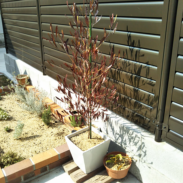 写真付きレビュー 100cm シンボルツリー 庭木 生垣 常緑樹 カラーリーフ 観葉植物 おしゃれ ドドナエア ポップブッシュ 樹高1 0m前後 の通販商品 口コミ情報 Roomclipショッピング