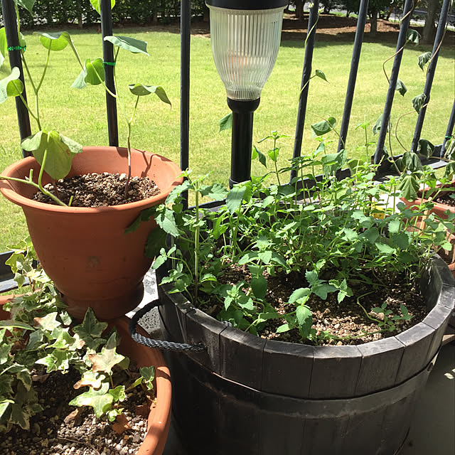 住友化学園芸 殺虫剤 園芸用キンチョールe カミキリムシ 幼虫 退治のレビュー クチコミとして参考になる投稿0枚 Roomclip ルームクリップ