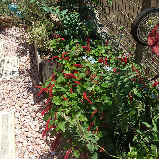 店 キャットテール 猫のしっぽ 2個セット