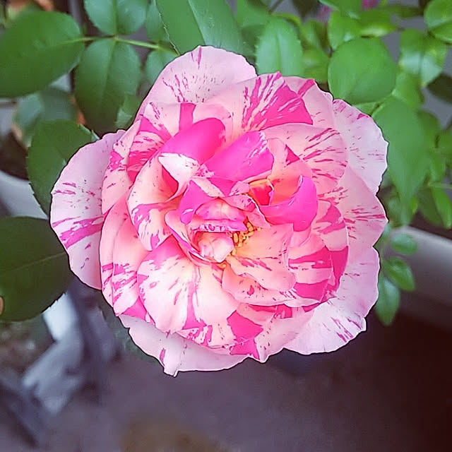 予約販売 バラ大苗 デルバール エドゥアール マネ 四季咲き 薔薇 バラ バラ苗 Hao 12月上旬以降発送のレビュー クチコミとして参考になる投稿2枚 Roomclip ルームクリップ