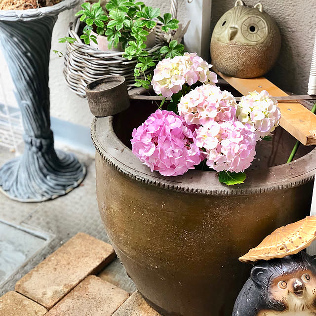 アジサイ 紫陽花 あじさい 花宝 カホウ ピンク 5号苗 19年入荷株 のレビュー クチコミとして参考になる投稿5枚