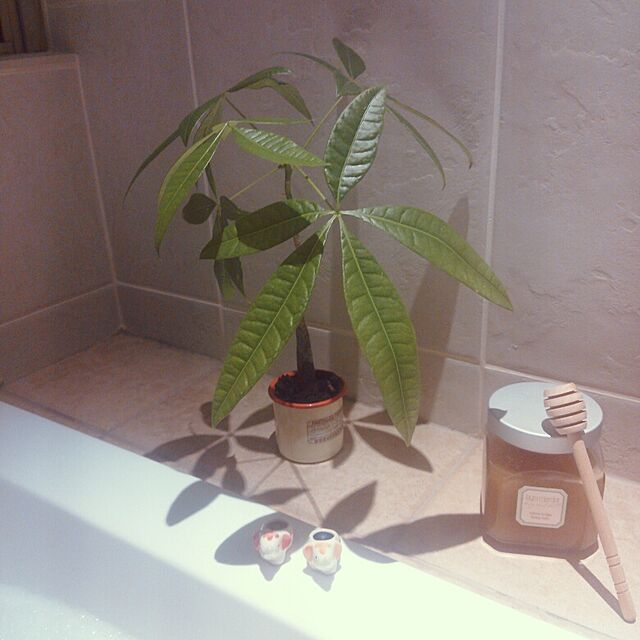 バス トイレ 室内グリーン 植物のある部屋 パキラ 観葉植物 などのインテリア実例 14 08 26 02 18 43 Roomclip ルームクリップ