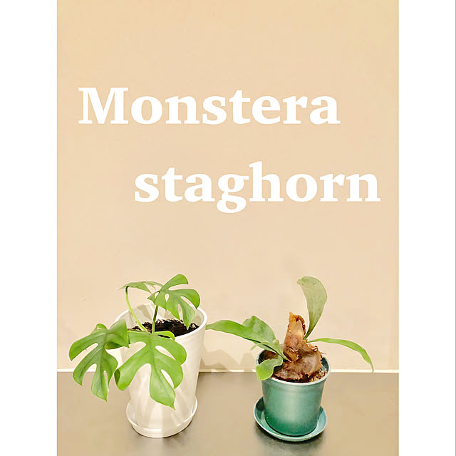 コウモリラン ネザランズ 3寸 ビカクシダ プラティセリウム 観葉植物 おしゃれ インテリア 吊り下げ 壁掛け ミニ 小型 室内 3号 ビフルカツム ネザーランド Platycerium Bifurcatum Netherlands のレビュー クチコミとして参考になる投稿12枚 Roomclip ルーム