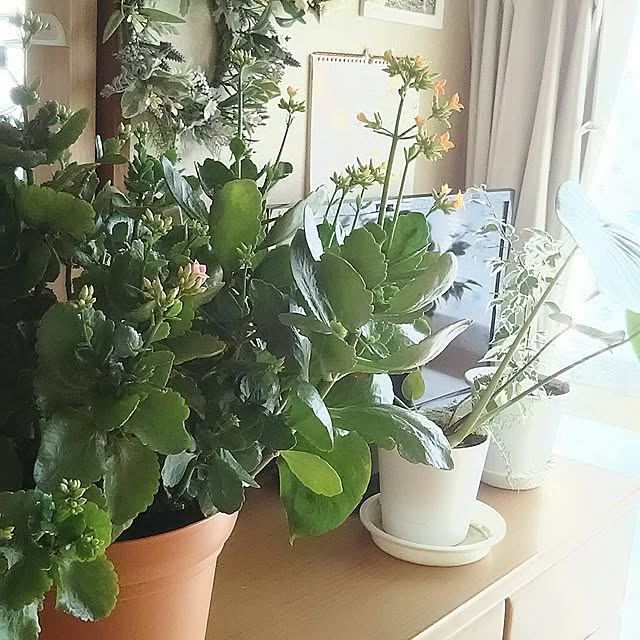 写真付きレビュー カランコエ ミリオンスター 2 5号サイズ 販促景品にカランコエ 小さな花のギフト カランコエ 多年草 サボテン同様水も控えめなカランコエ鉢花 販売 通販 種類 カランコエの通販商品 口コミ情報 Roomclipショッピング
