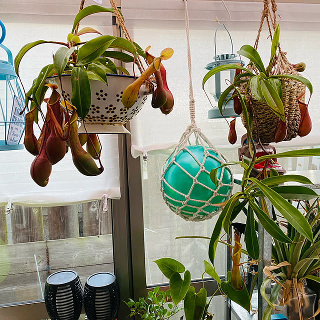 食虫植物 ウツボカズラ ネペンテス アラタ アカネ 吊り鉢タイプ 5号 1鉢 Hls Du のレビュー クチコミとして参考になる投稿6枚 Roomclipショッピング