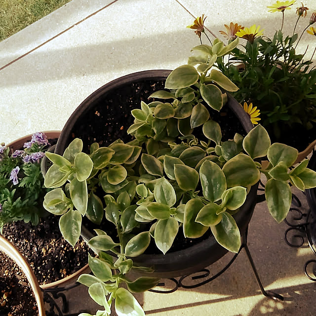 オステオスペルマム 花 苗 春 四季咲き セレニティー ブルーアイビューティー 1株 宿根草 冬 秋 ガーデニング 鉢植え 栄養系のレビュー クチコミとして参考になる投稿5枚