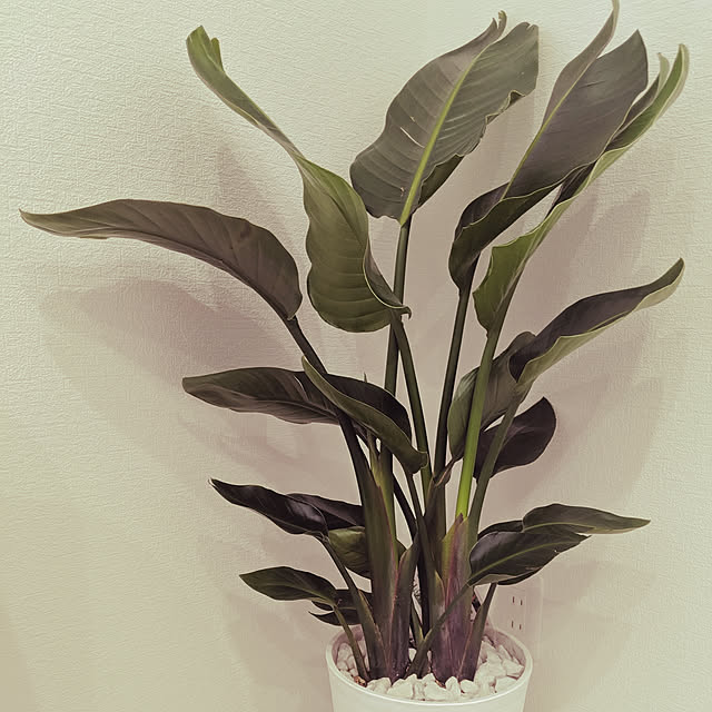 オーガスタ ニコライ 白色 セラアート鉢 8号 ストレリチア ニコライ 美しい樹形 天国の白い鳥 敬老の日 ポイント消化 観葉植物のレビュー クチコミとして参考になる投稿7枚