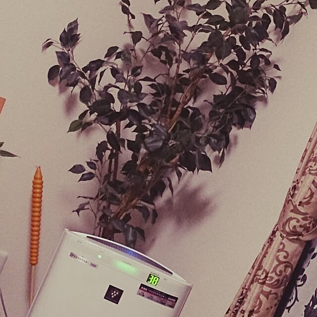 リビング グリーン ニトリ 育てる自信がないので実は偽物 虫よけキャンドルのインテリア実例 14 06 15 23 14 08 Roomclip ルームクリップ