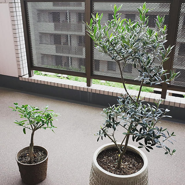観葉植物のパーフェクトグリーン オリーブの木 テラコッタ鉢植え 観葉植物 本物 鉢植え ガーデニング インテリア 大型 おしゃれ バルコニーのレビュー 口コミとして参考になる投稿1枚 Roomclip ルームクリップ