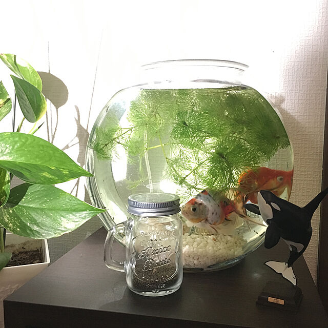 写真付きレビュー おしゃれなガラス製金魚鉢 太鼓鉢 中 3 8リットル 関東当日便の通販商品 口コミ情報 Roomclipショッピング