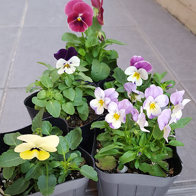 写真付きレビュー 岐阜県産 ビオラ 4株 ビオラ 苗 花色は当店販売の中からお任せの4株となります 鮮度優先 生産農家 朝取り 花苗 ビオラ苗 種類 販売 通販 種類の通販商品 口コミ情報 Roomclipショッピング