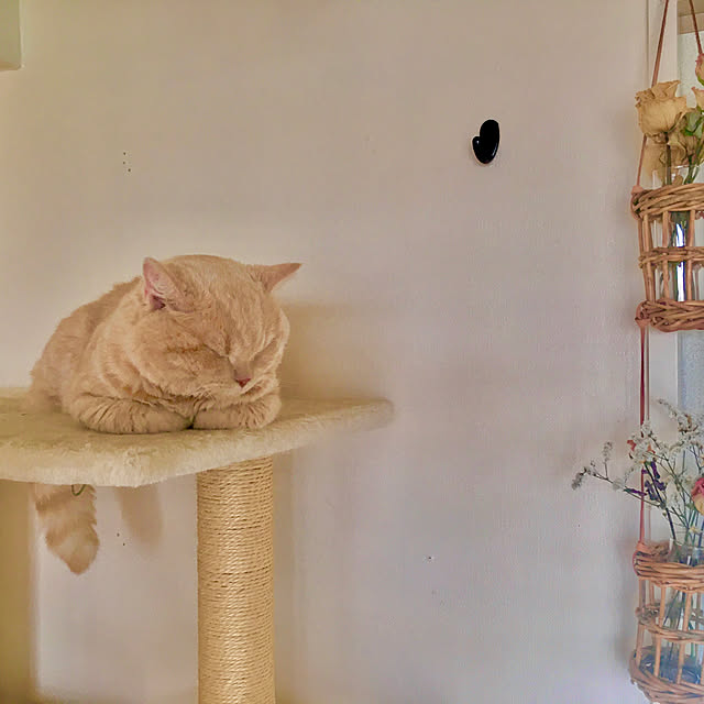 写真付きレビュー】【10%ポイント還元!】猫 キャットタワー 突っ張り スリム 大型猫 おしゃれ 省スペース 猫タワー ファブリック 猫用品 爪とぎ 多頭飼い 子猫 シニア ネコタワー ハンモック 複数飼い つめとぎ ストレス解消 運動不足 高さ230〜253cm CCCT-4060Tの通販 ... 写真付きレビュー】【10%ポイント還元!】猫 キャットタワー 突っ張り スリム 大型猫 おしゃれ 省スペース 猫タワー ファブリック 猫用品 爪とぎ 多頭飼い 子猫 シニア ネコタワー ハンモック 複数飼い つめとぎ ストレス解消 運動不足 高さ230〜253cm CCCT-4060Tの通販 ...