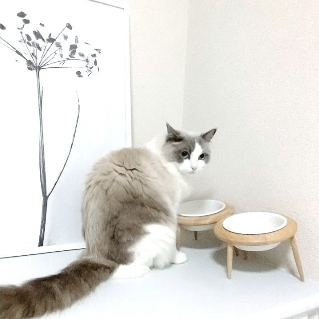 フードボウル 犬猫 高さがある 高さ エサ皿 エサ入れ 食器 猫用 犬用 ペット 食器台 皿 高さ調節 スタンド 餌入れ 水入れ 木製 エサ台 フード ボウル 斜め置き 安定 傾斜 小型犬 食べやすい ドッグフード入れ キャットフード入れ フードボウル Yのレビュー クチコミ フードボウル 犬猫 高さがある 高さ エサ皿 エサ入れ 食器 猫用 犬用 ペット 食器台 皿 高さ調節 スタンド 餌入れ 水入れ 木製 エサ台 フード ボウル 斜め置き 安定 傾斜 小型犬 食べやすい ドッグフード入れ キャットフード入れ フードボウル Yのレビュー クチコミ