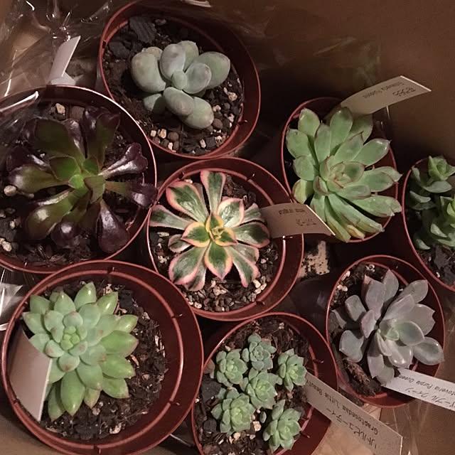ミニ多肉植物c ブロンズ姫 星の王子 リトルビューティー 玉つづり 南十字星 ルペストリス 虹の玉 黒兎耳 のレビュー クチコミとして参考になる投稿1枚 Roomclip ルームクリップ