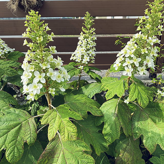 カシワバ アジサイ 苗 八重咲き スノーフレーク ポット苗 柏葉アジサイ 紫陽花 品種 苗木 庭木 植木 花木 落葉樹 低木 日陰 のレビュー クチコミとして参考になる投稿1枚