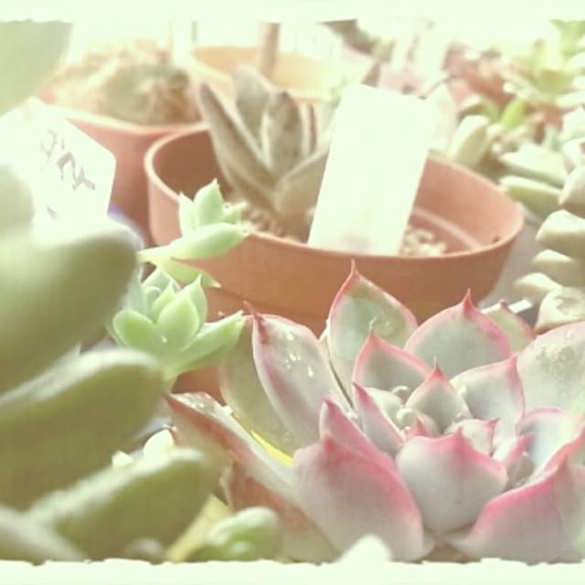 棚/植物/多肉植物のインテリア実例 - 2014-09-09 09:48:11