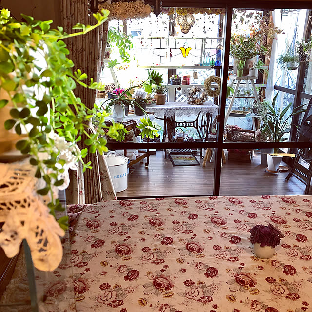 ペペロミア デピーナ 観葉植物 ポット苗のレビュー クチコミとして参考になる投稿2枚 Roomclip ルームクリップ