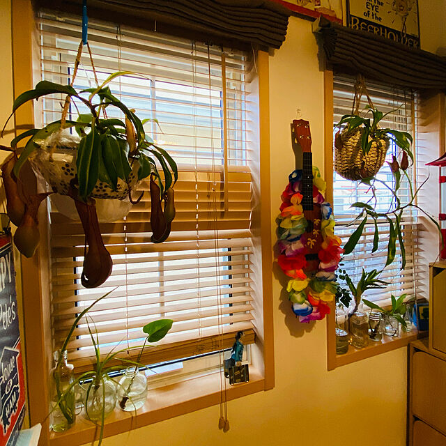 食虫植物）ウツボカズラ ネペンテス アラタ アカネ 吊り鉢タイプ 5号（1鉢）のレビュー・クチコミとして参考になる投稿6枚 |  RoomClipショッピング