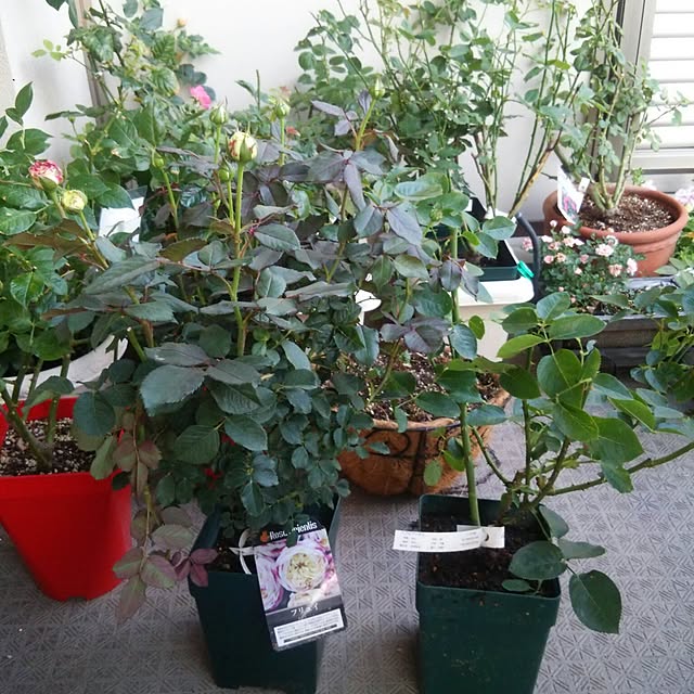 写真付きレビュー 予約大苗 バラ苗 イブピアジェ イブピアッチェ Ant桃 国産苗 6号鉢植え品 J Mb10 2月末までのお届けの通販商品 口コミ情報 Roomclipショッピング