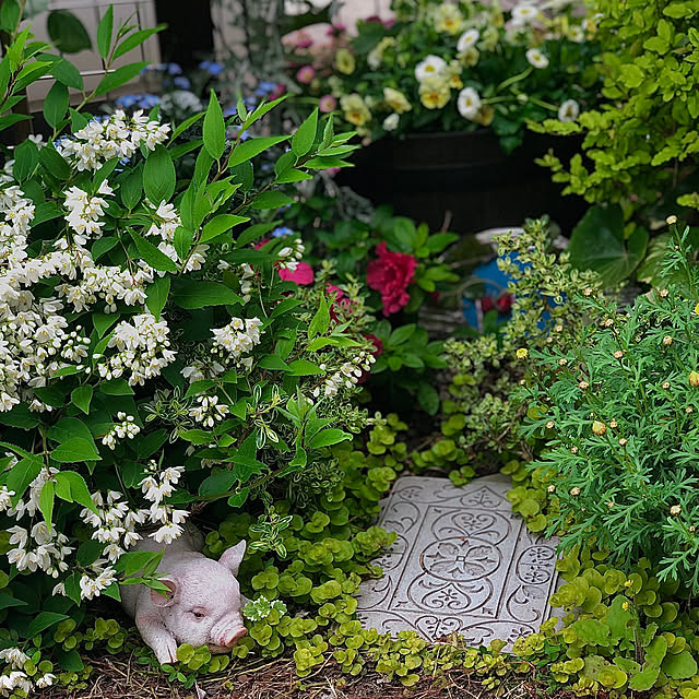 写真付きレビュー ツワブキ 浮雲錦 4号鉢 斑入り 石蕗 山野草 和風庭園 2505の通販商品 口コミ情報 Roomclipショッピング