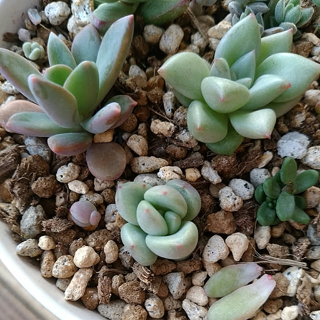 レズリー 7 5cmポット エケベリア Echeveria Cv Rezry 福岡県産 多肉植物 多肉 観葉植物 インテリアグリーン 寄せ植えにのレビュー クチコミとして参考になる投稿1枚 Roomclip ルームクリップ レズリー 7 5cmポット エケベリア Echeveria Cv Rezry 福岡県産 多肉植物 多肉 観葉植物 インテリアグリーン 寄せ植えにのレビュー クチコミとして参考になる投稿1枚 Roomclip ルームクリップ