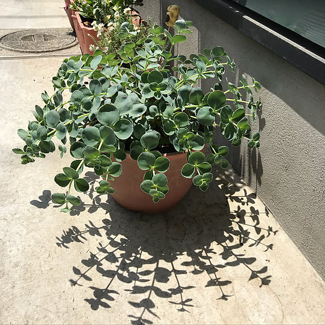 本性品ミセバヤ 小豆島 3 5号 日本の多肉植物 秋の山野草 山草系宿根草 日陰の宿根草 耐寒性冬期落葉性の和の宿根草 旧セダム ムラサキベンケイソウ属 のレビュー クチコミとして参考になる投稿1枚