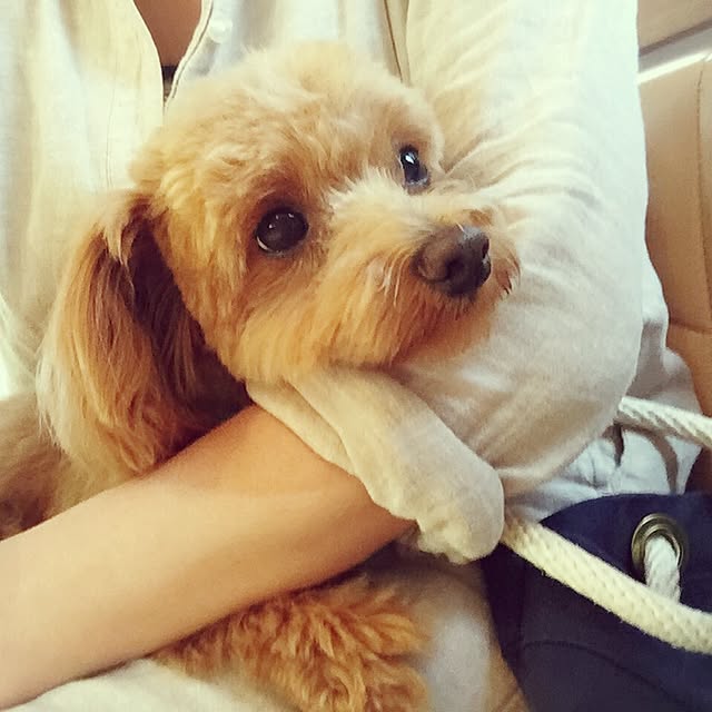 犬部/愛犬/トリミング後/チワプー/チワワ...などのインテリア実例 20150530 113013 ｜ RoomClip（ルームクリップ）