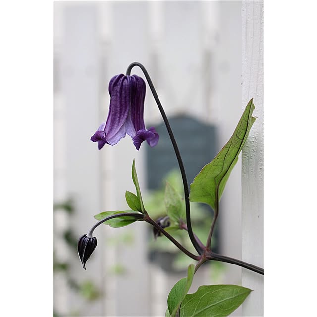 四季咲きクレマチス 篭口 ろうぐち 5号鉢植え C05 のレビュー クチコミとして参考になる投稿2枚