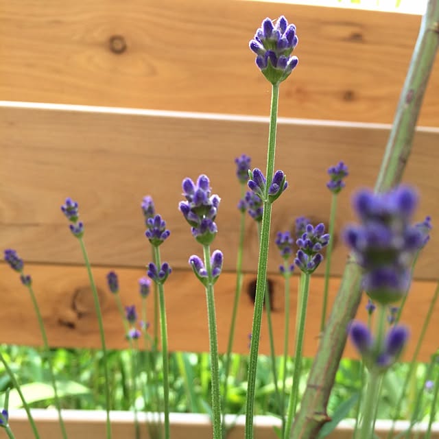ガーデニング/garden/裏庭/ハーブのインテリア実例 - 2014-05-29 21:29:57