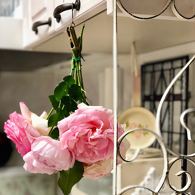 バラ苗 ピエールドゥロンサール 3年生特大苗 つるバラ 初心者に超おすすめ つる性 ピンク バラ 苗 つるばら 薔薇 バラ 苗木のレビュー クチコミとして参考になる投稿6枚