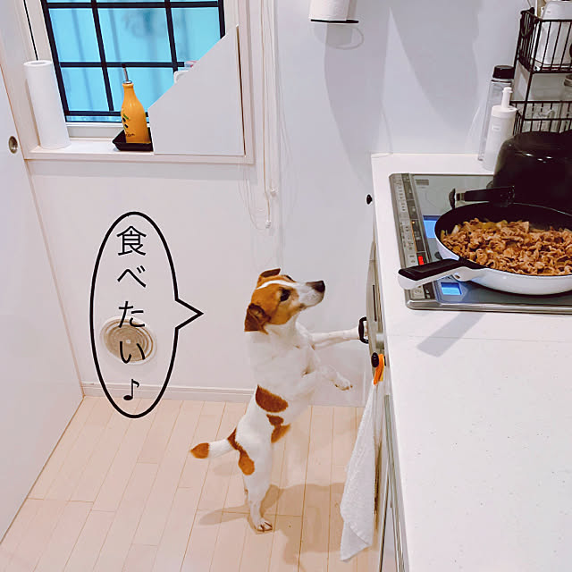 レミパンワイドホワイト 愛犬可愛すぎる 犬との暮らしは幸せ ジャックラッセルテリアのいる家 ジャックラッセルテリア などのインテリア実例 21 04 12 18 08 59 Roomclip ルームクリップ