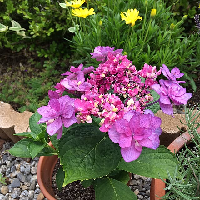 玄関/入り口/紫陽花挿し木/日替わり投稿企画!木曜日/植物/ガクアジサイ/紫陽花のインテリア実例 20170629 200704