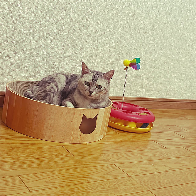 写真付きレビュー】猫壱（necoichi）バリバリボウル ライトブラウン 猫用つめとぎ 猫用つめとぎ ねこいち ねこ ネコ 猫用品 爪研ぎ つめとぎ  爪とぎ 段ボール 関東当日便の通販商品口コミ情報 | RoomClipショッピング