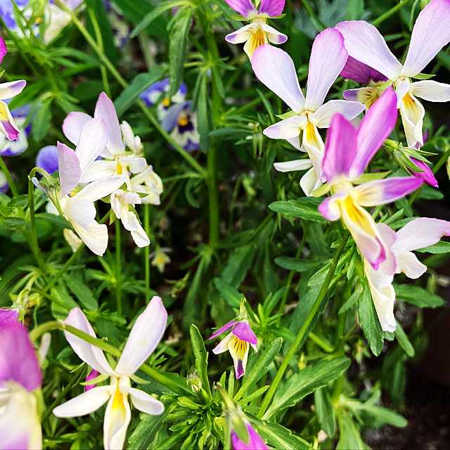 うさぎの耳 ビオラ 珍しい花のインテリア実例 22 05 05 07 37 55 Roomclip ルームクリップ