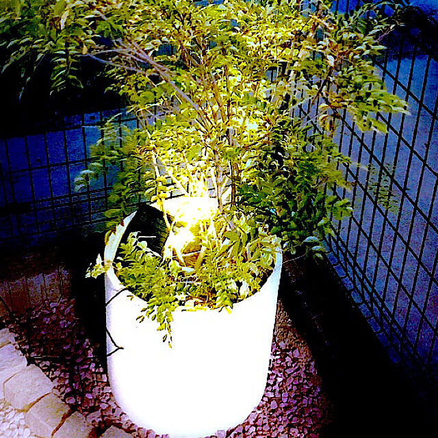大型鉢 シマトネリコ鉢植え シマトネリコ スポットライト ソーラーledライト などのインテリア実例 06 13 21 30 46 Roomclip ルームクリップ