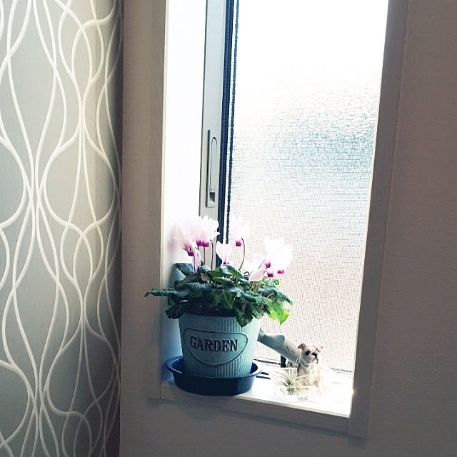 机 花のある暮らし トイレ トイレインテリア シクラメン などのインテリア実例 18 03 06 18 25 02 Roomclip ルームクリップ