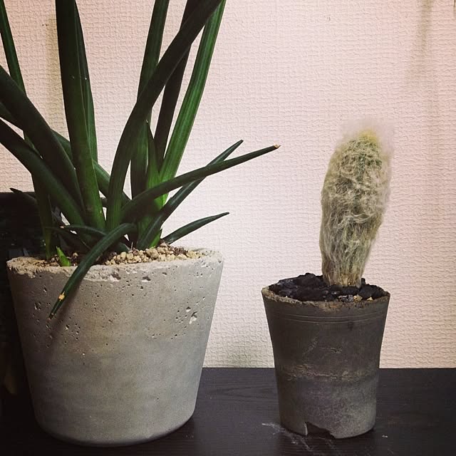 棚 サボテン 自作の植木鉢のインテリア実例 14 07 16 56 21 Roomclip ルームクリップ 棚 サボテン 自作の植木鉢のインテリア実例 14 07 16 56 21 Roomclip ルームクリップ