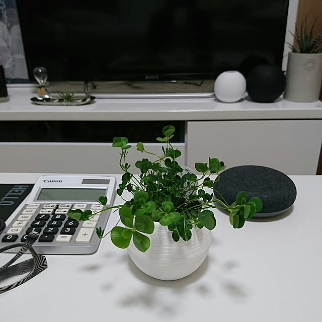 写真付きレビュー ビオトープ 水辺植物 私のオアシス ウォータークローバーのコロンコカップ植え 1ポットセット の通販商品 口コミ情報 Roomclipショッピング