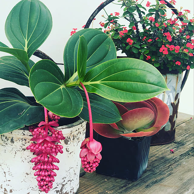 熱帯花木 メディニラ マグニフィカ フラメンコ 7号鉢 受け皿付き 育て方説明書付き Medinilla Magnifica Flamenco 観葉植物 鉢花のレビュー クチコミとして参考になる投稿1枚