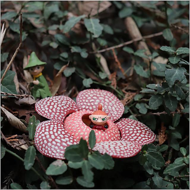 写真付きレビュー 巨大花と食虫植物 ガチャ 全４種セット ラフレシア ウツボカズラ フィギュアの通販商品 口コミ情報 Roomclipショッピング