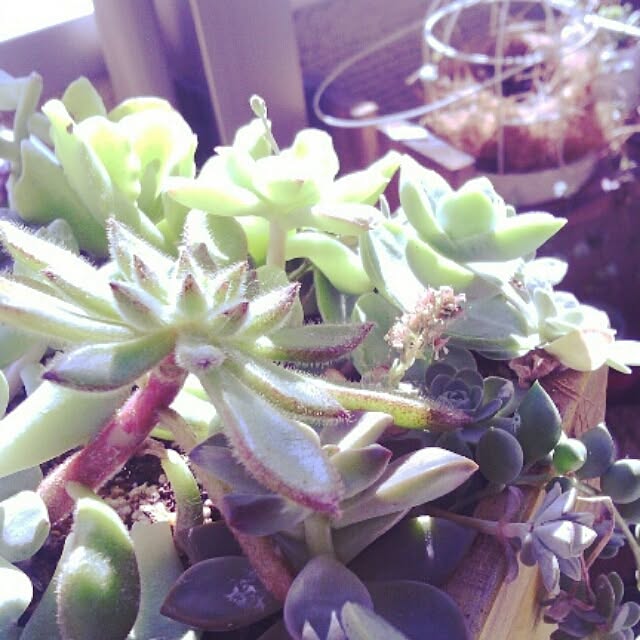 玄関/入り口/NOGreenNOLife/多肉植物/セダム寄せ植えのインテリア実例 - 2014-10-28 14:54:08